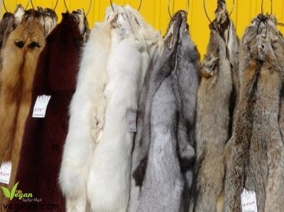 13781758_955357844591531_4381678724933852107_n