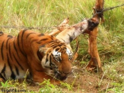 14022111_955357731258209_243487248843844104_n