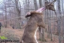 14045612_955357917924857_2135721894128723746_n