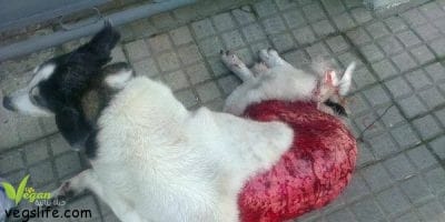 14046018_955357874591528_5979581337831889539_n