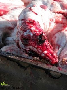 14064219_955357894591526_3630898616023148207_n