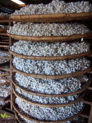 14102318_955358164591499_7916279481219031820_n