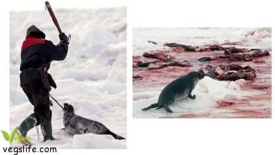 14102410_955357791258203_1785988734929865376_n