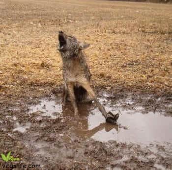 14102453_955357814591534_4057401874703771192_n