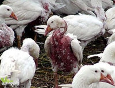 14117872_955358117924837_7486704183457903742_n