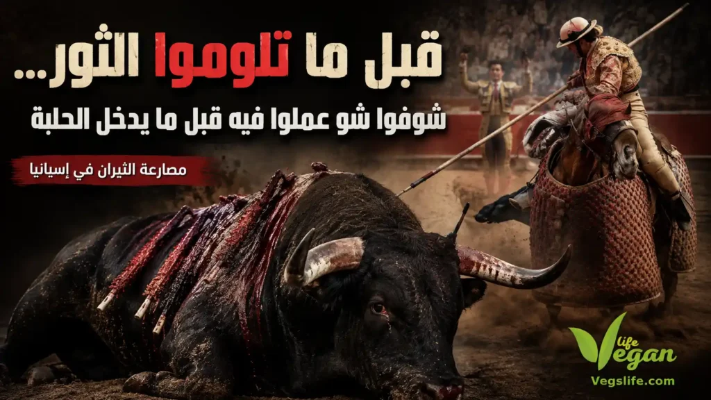مصارعة الثيران في إسبانيا: ما الذي يفعلونه بالثور قبل أن يدخل الحلبة؟ حقوق الحيوان • حياة نباتية موقع ملتقى النباتيين، حياة نباتية من أجل الحيوان الانسان البيئة والسلام مصارعة الثيران في إسبانيا: ما الذي يفعلونه بالثور قبل أن يدخل الحلبة؟ حقوق الحيوان • حياة نباتية موقع ملتقى النباتيين، حياة نباتية من أجل الحيوان الانسان البيئة والسلام