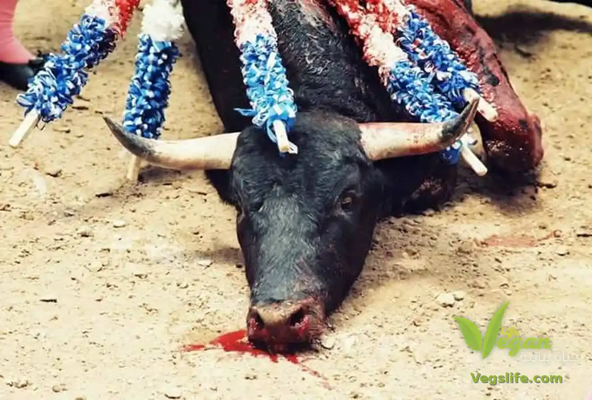 مصارعة الثيران في إسبانيا: ما الذي يفعلونه بالثور قبل أن يدخل الحلبة؟ • حياة نباتية موقع ملتقى النباتيين، حياة نباتية من أجل الحيوان الانسان البيئة والسلام ثور منهار داخل حلبة مصارعة الثيران